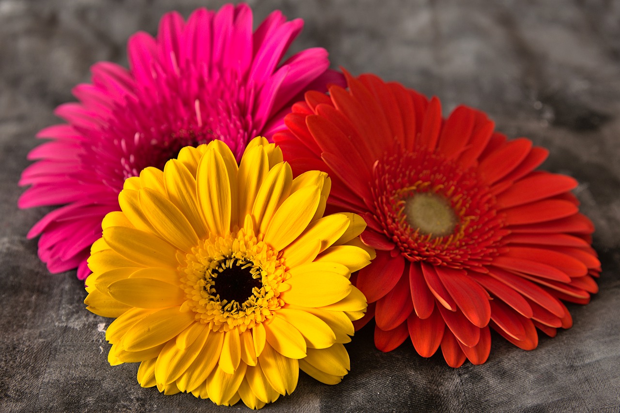 daisies, flowers, still life-5621488.jpg