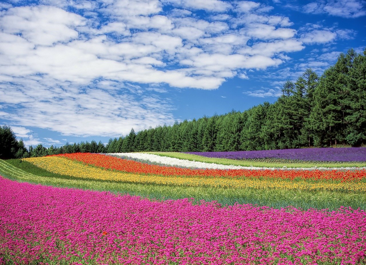 flower field, flowers, field-250016.jpg