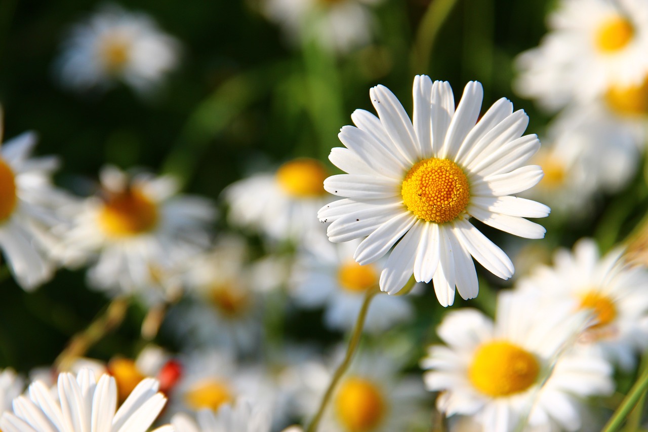 flowers, daisies, meadow-276112.jpg