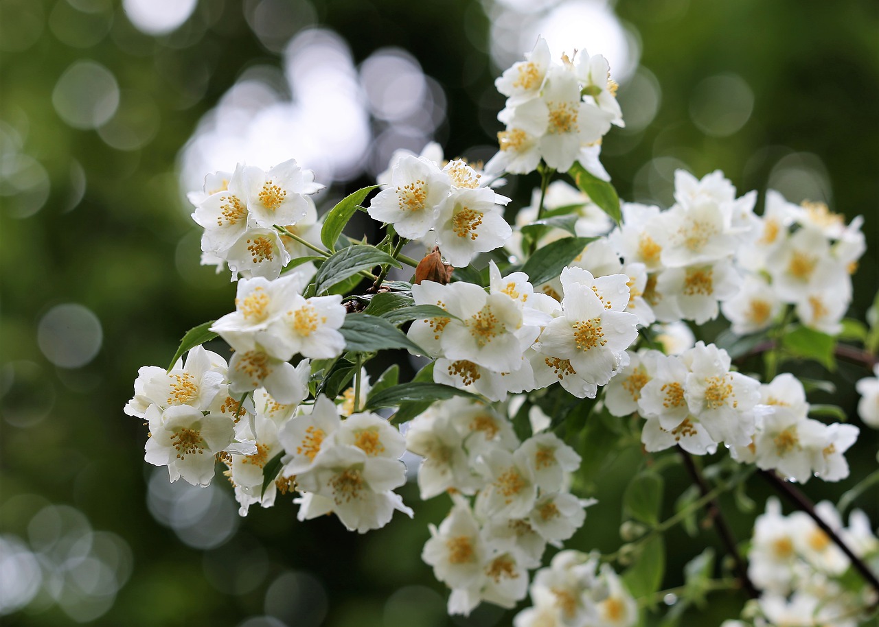 jasmine, branch, white flowers-5180692.jpg