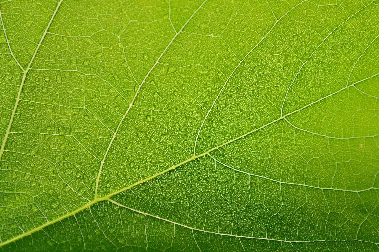 leaf, green, clos eup-1631181.jpg