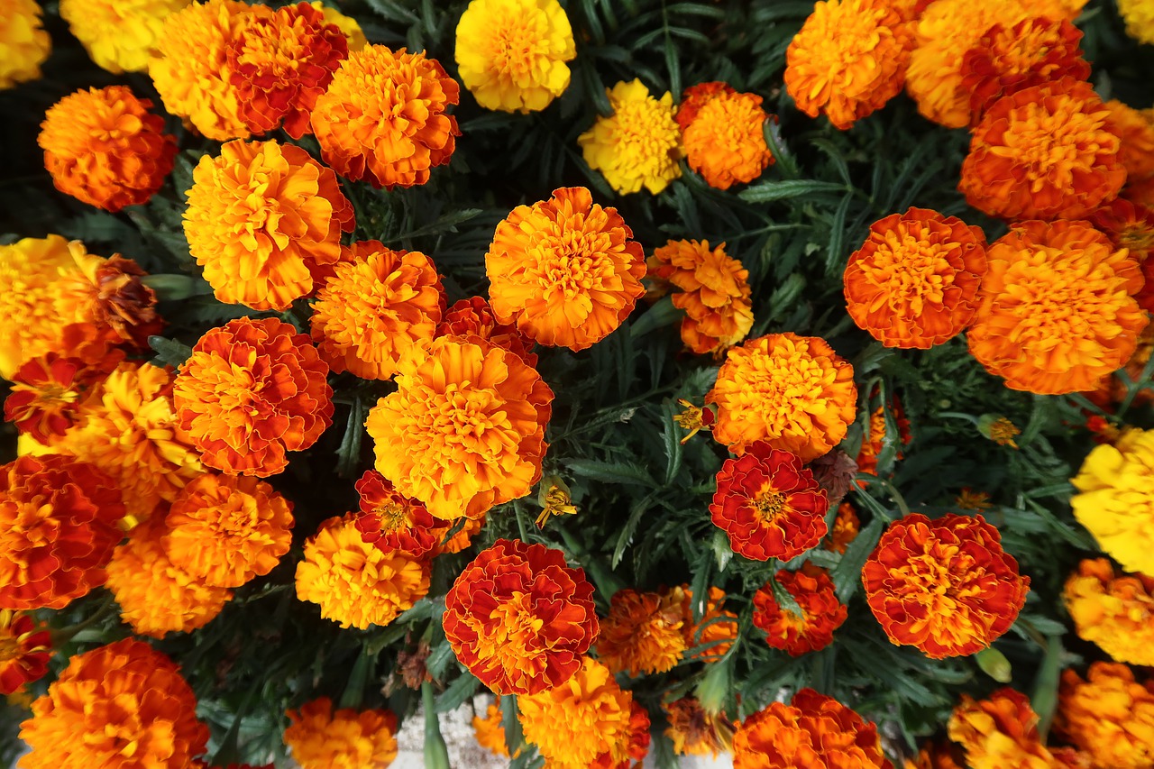 marigold, flowers, garden-4695184.jpg