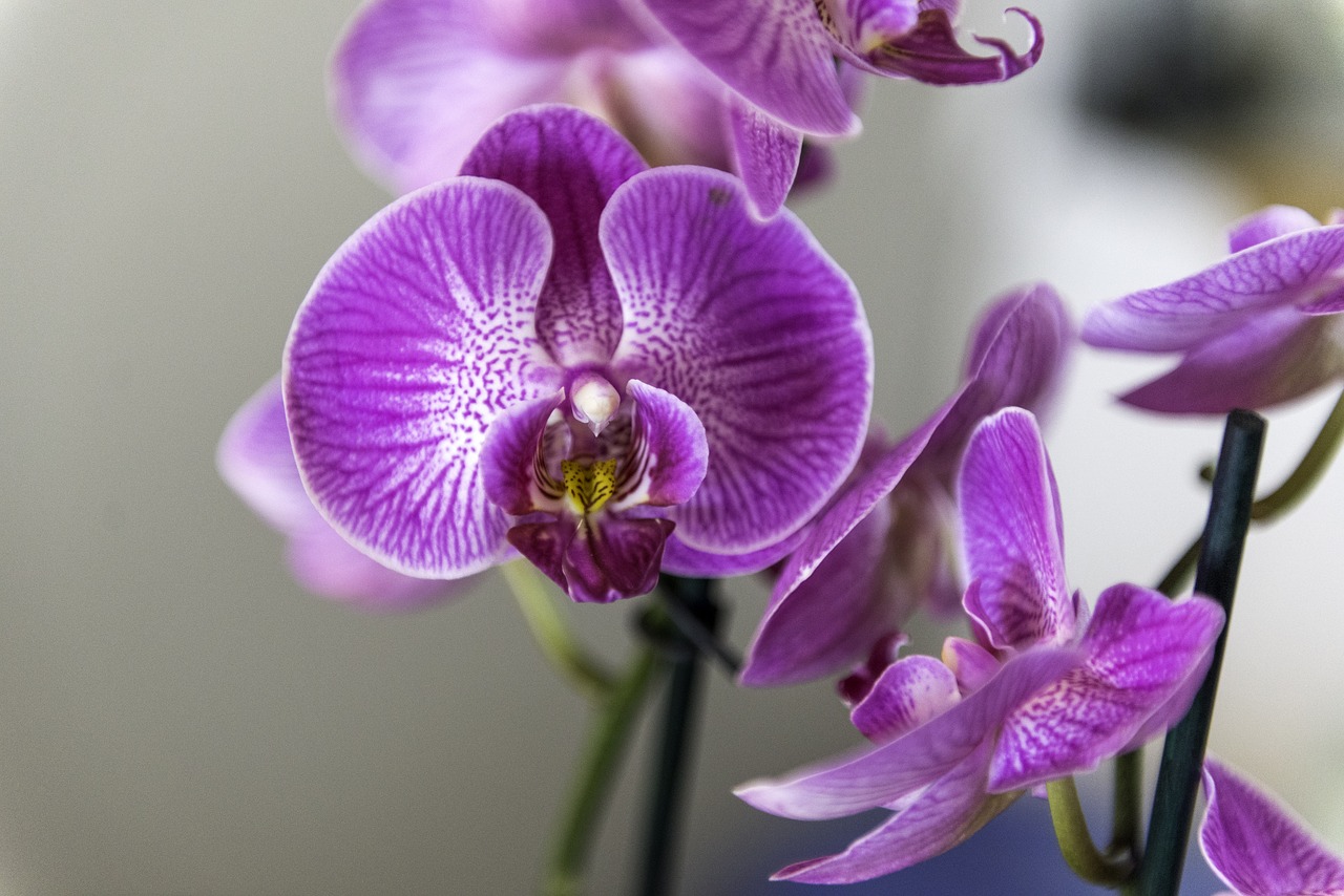 orchid, flower, houseplant-4068853.jpg