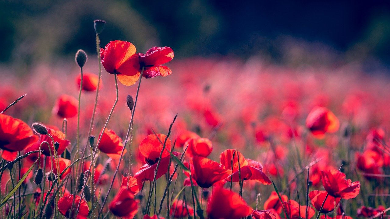 poppies-flowers-field-3374193