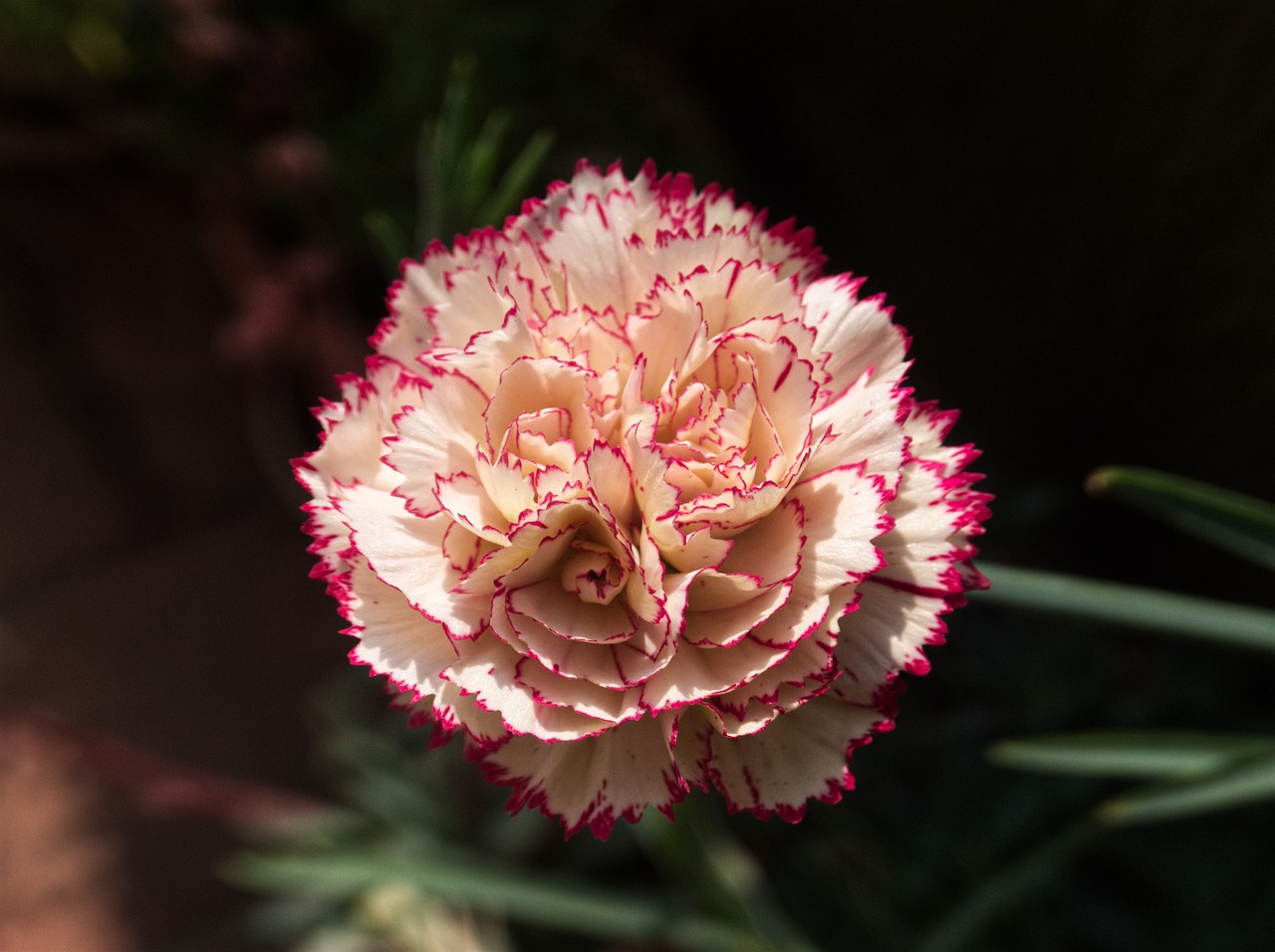 terrace, flowers, balcony-4854946.jpg