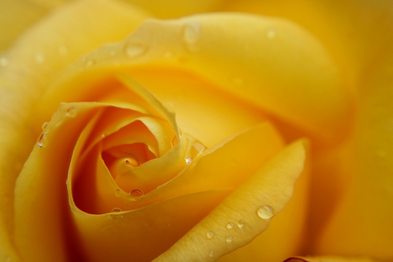 yellow rose, macro, rose-4251915.jpg